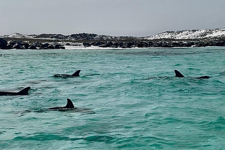 Destin: Destin Dolphin Harbor & Bay Boat Tour