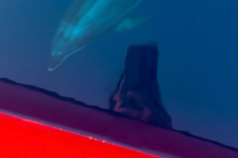 Golfo Aranci: transparent or traditional kayak, dolphins, and aperitif Sunset Tour in a Traditional Kayak with Aperitivo and Dolphins