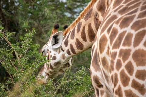From Kampala: 8-Day Uganda Safari Tour with Transfers