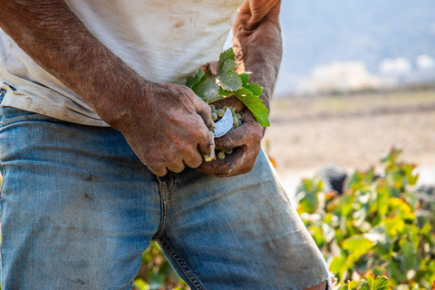 Santorini: Private Wine Tasting at Pagonis Estate Santorini Wine Tasting A Unique Experience of 10