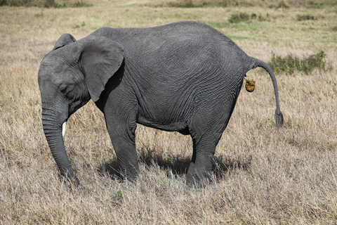 Nairobi: 2-Day Masai Mara National Reserve Safari