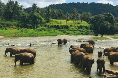 5 dagars Flash Tour i Sri Lanka Täck 5 landmärken!