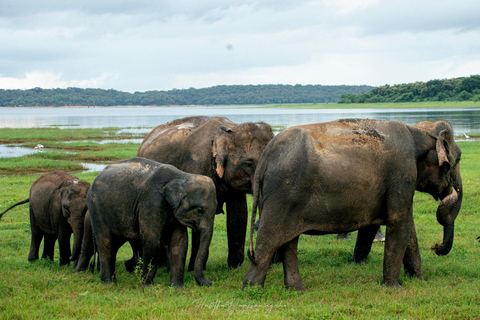 Sigiriya Rock Hike & Minneriya Elephant Safari – Day Tour Sigiriya Pickup & Drop off with Safari