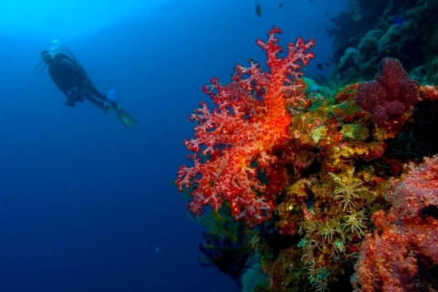 Punta Cana : Explorez le littoral grâce à notre expérience de plongéePremière expérience de plongée