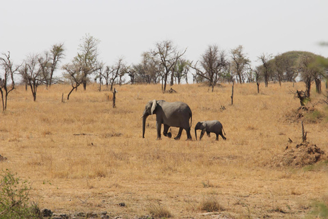 阿鲁沙：4日中档住宿游猎之旅阿鲁沙：4天中档住宿游猎之旅