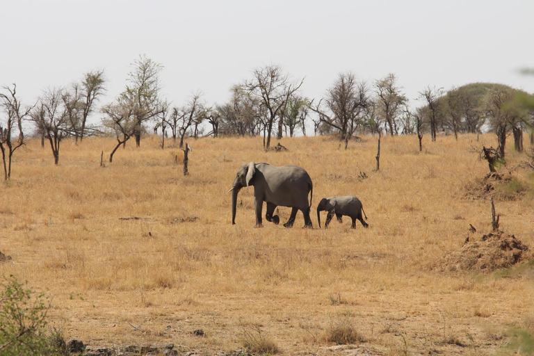 阿鲁沙：4日中档住宿游猎之旅阿鲁沙：4天中档住宿游猎之旅