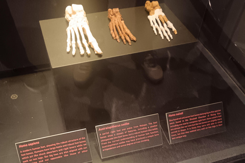 Johannesburg: Cradle Of Humankind & Fossil Discovery Tour