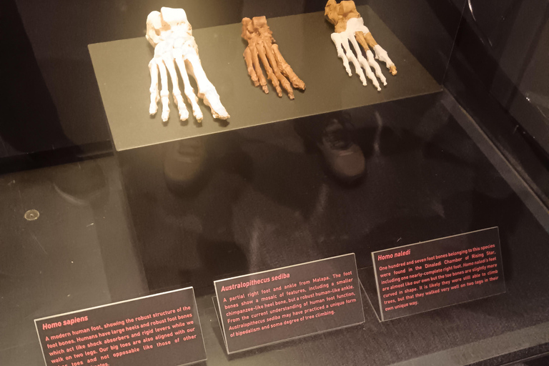 Johannesburg: Cradle Of Humankind & Fossil Discovery Tour