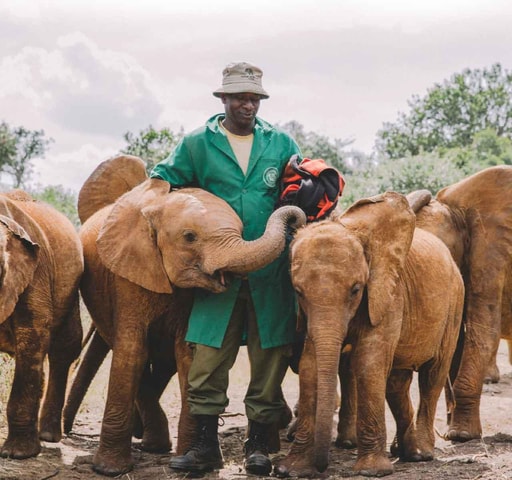 David Sheldrick Wildlife Trust Half-Day Tour