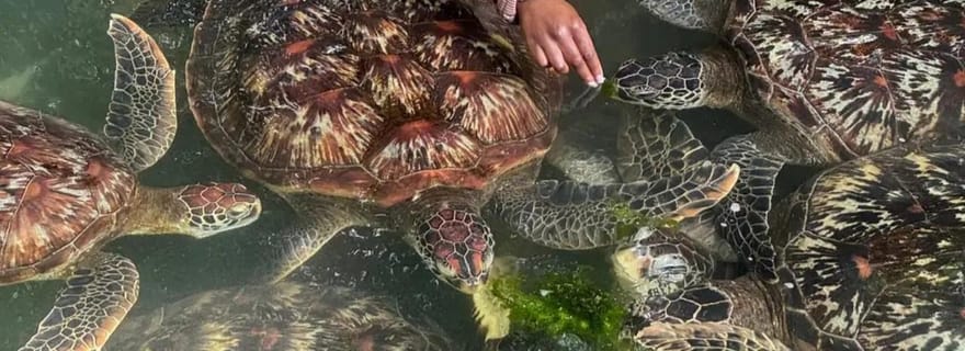 ZANZIBAR : Salaam Cave, nage avec les tortues de mer à Kizimkazi