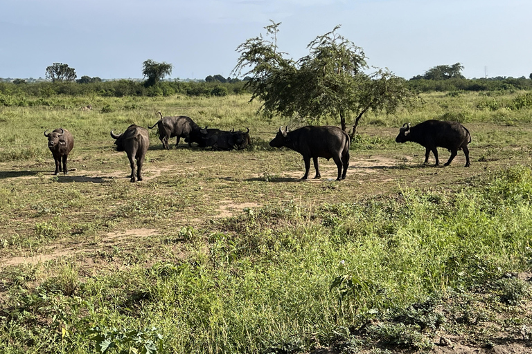 Kasese: 3 Day Queen Elizabeth Classic Safari & Boat Safari