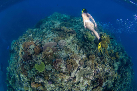 Cairns: Great Barrier Reef Snorkeling Tour with Lunch