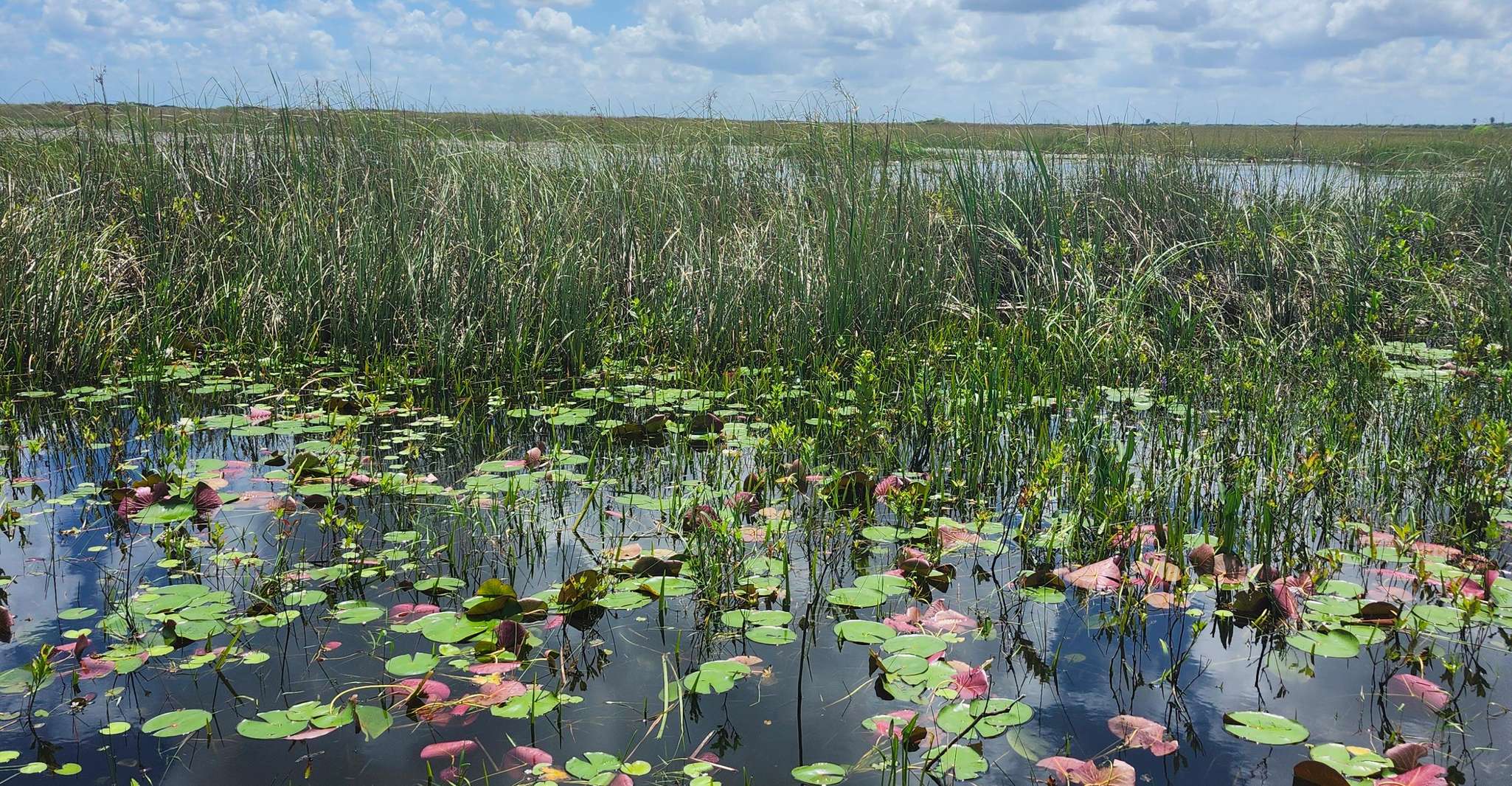 Everglades Eco Airboat Adventure with Luxury Transportation