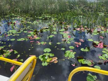 Prywatna wycieczka ekologicznym łodzią powietrzną po Everglades z odbiorem