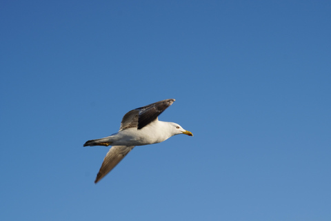 Gran Canaria: Ekologisk båttur för delfinsafari i liten gruppGran Canaria: Ekologisk båttur för att se delfiner i liten grupp