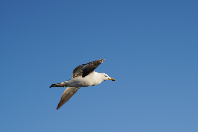 Gran Canaria: Ekologisk båttur för delfinsafari i liten gruppGran Canaria: Ekologisk båttur för att se delfiner i liten grupp