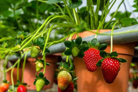 From Kuala Lumpur: Cameron Highlands Private Trip