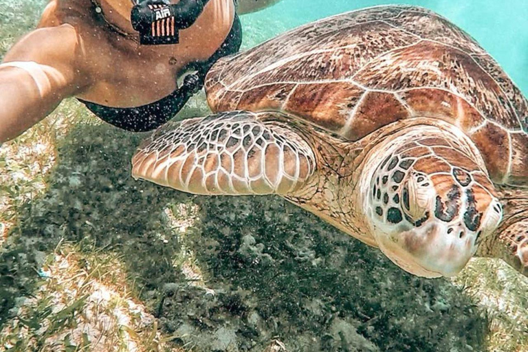 Mirissa Whale Watching, Turtle Snorkeling &Coconut Hill Tour Private Tour from Colombo, Negombo or Mount Lavinia