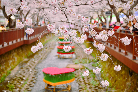 Seoul: Jinhae Cherry Blossom Tour with Busan Drop-off Option [Round Trip From Seoul] Jinhae Cherry Blossom Day Tour