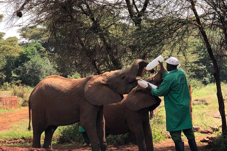 Nairobi: Visita al Parque Nacional, elefante bebé y centro de jirafas