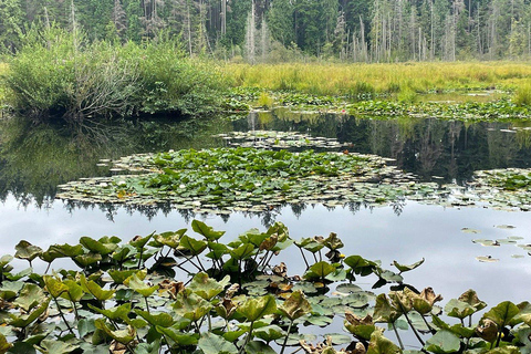 多伦多探索区亮点之旅 | 2小时多伦多发现区亮点游 | 2小时