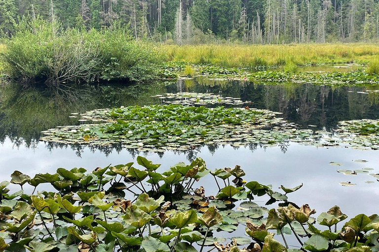 多伦多探索区亮点之旅 | 2小时多伦多发现区亮点游 | 2小时