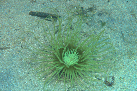 Chania: rejs wycieczkowy skuterem morskim ze snorkelingiem