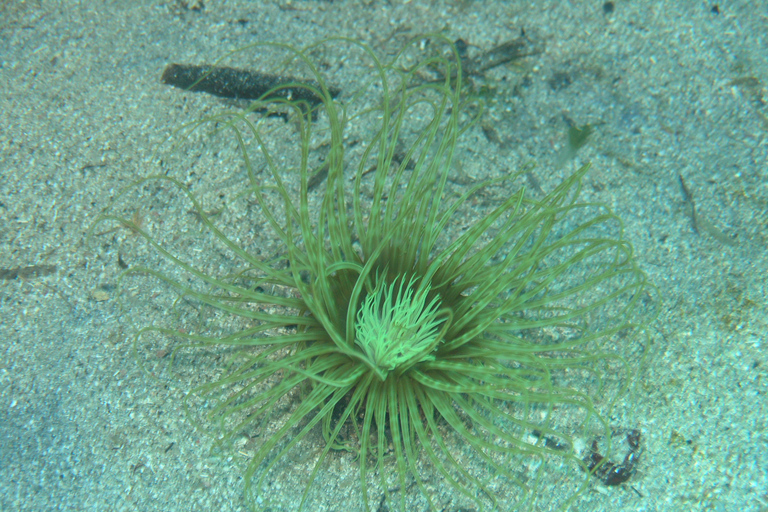 Chania: Sea Scooter Snorkling båttur