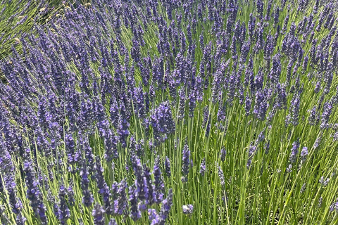 Private tour of the Luberon: Gordes, Roussillon, Lourmarin, and hilltop villages