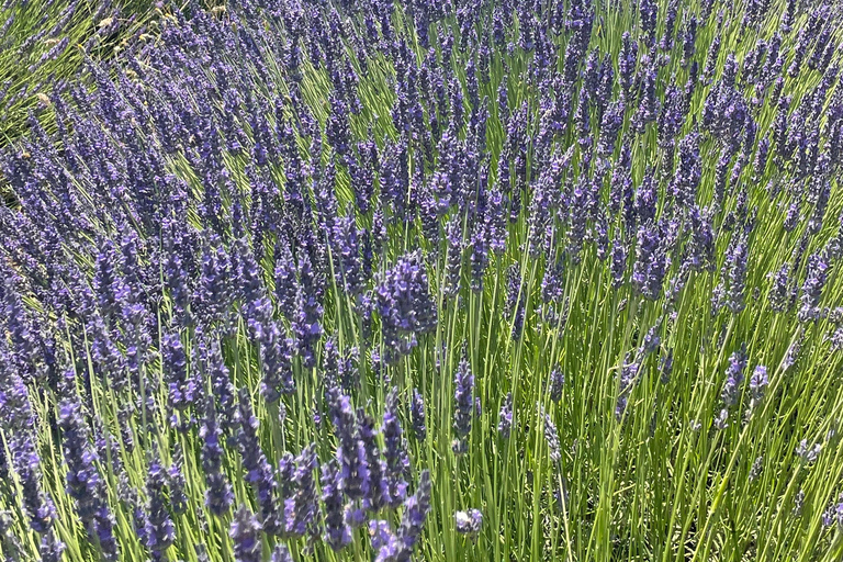 Private tour of the Luberon: Gordes, Roussillon, Lourmarin, and hilltop villages