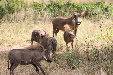 Gaborone: City Tour with Game Drive and Tswana Cuisine