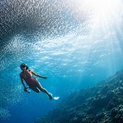 Cebu: Pescador Island, Sardine Run & Mantayupan Falls Cebu: Pescador Island, Sardine Run & Mantayupan Falls