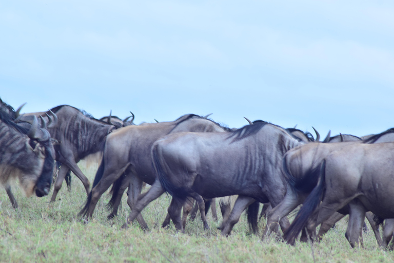 Die besten 3-Tage-Safari-Pakete für Tansania