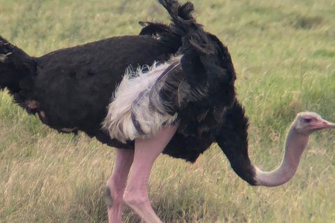 Arusha: 4 giorni di safari nel Serengeti e nel cratere del NgorongoroSafari privato