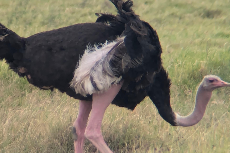 Arusha: 4 giorni di safari nel Serengeti e nel cratere del NgorongoroSafari privato