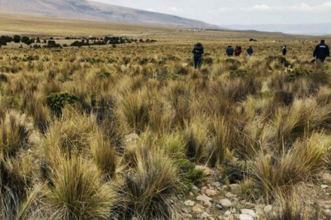 Transfer from Puno to Chivay