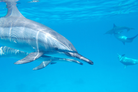Djerba: Half-Day Boat Trip, Dolphin Watching, Swimming, and Lunch