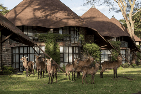 Nairobi: 5-dagars safariresa i Naivasha och Nakuru