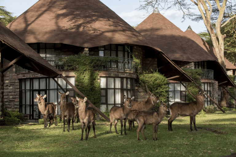 Nairobi: 5-dagars safariresa i Naivasha och Nakuru
