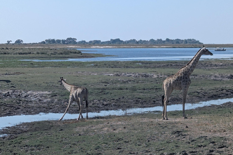 From Livingstone: Chobe game drive and river cruise day trip