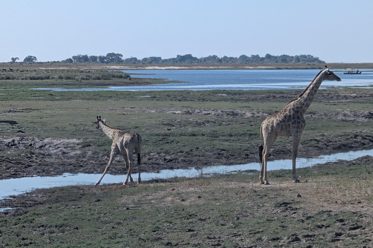 From Livingstone: Chobe game drive and river cruise day trip
