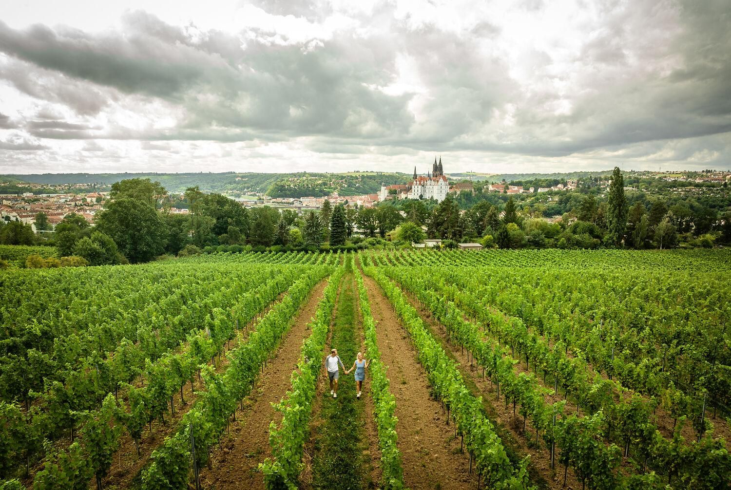 Meißen: Weinwanderung in den Proschwitzer Weinbergen inkl. 3er Weinprobe