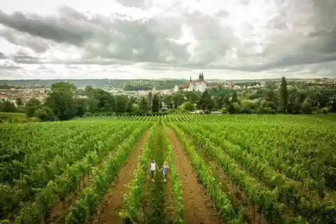 マイセン：プロシュヴィッツのブドウ畑でのワイン・ハイキング（3回の試飲付き
