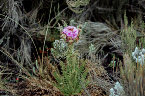 Moshi: Mount Kilimanjaro Day Trip – Marangu Route Day Hike