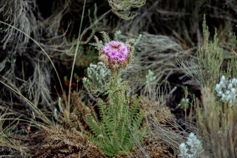 Moshi: Mount Kilimanjaro Day Trip – Marangu Route Day Hike