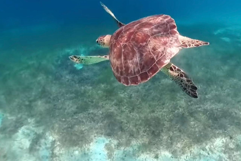 St. Martin: Snorkeling Day Trip by Boat to Tintamarre and Creole Rock St. Martin: Snorkeling Boat Excursion to Tintamarre and Creole Rock
