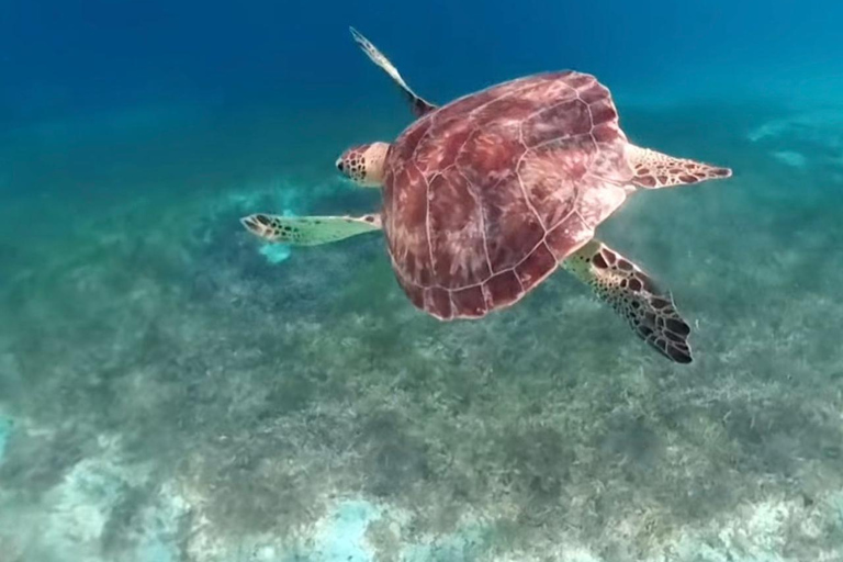 St. Martin: Snorkeling Day Trip by Boat to Tintamarre and Creole Rock St. Martin: Snorkeling Boat Excursion to Tintamarre and Creole Rock