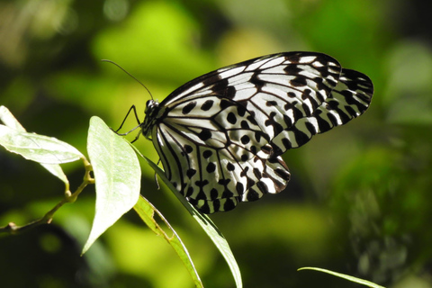 Sinharaja Rainforest Tour with Local Guide