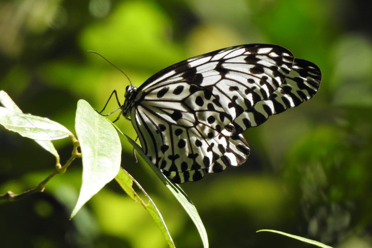 Sinharaja Rainforest Tour with Local Guide