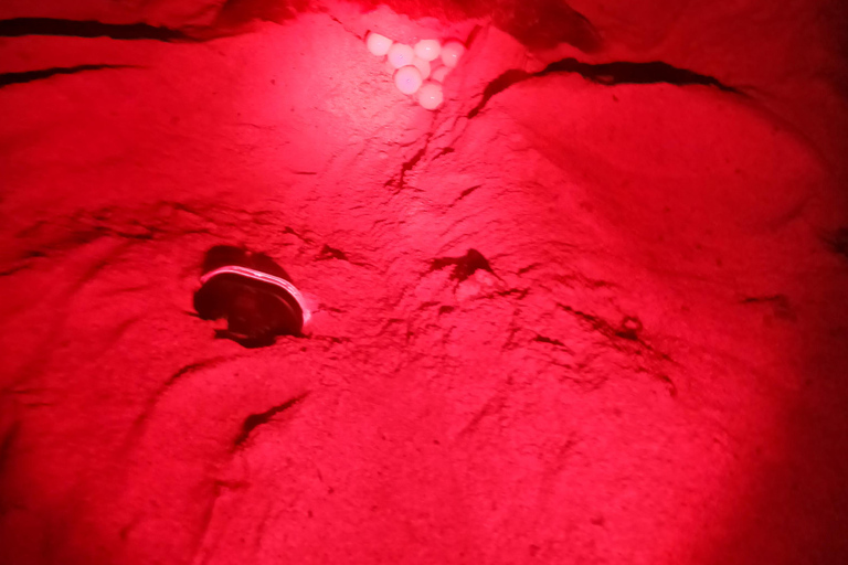 Sea turtle watching tour on Sal Island Sea turtle observation tour on Sal Island